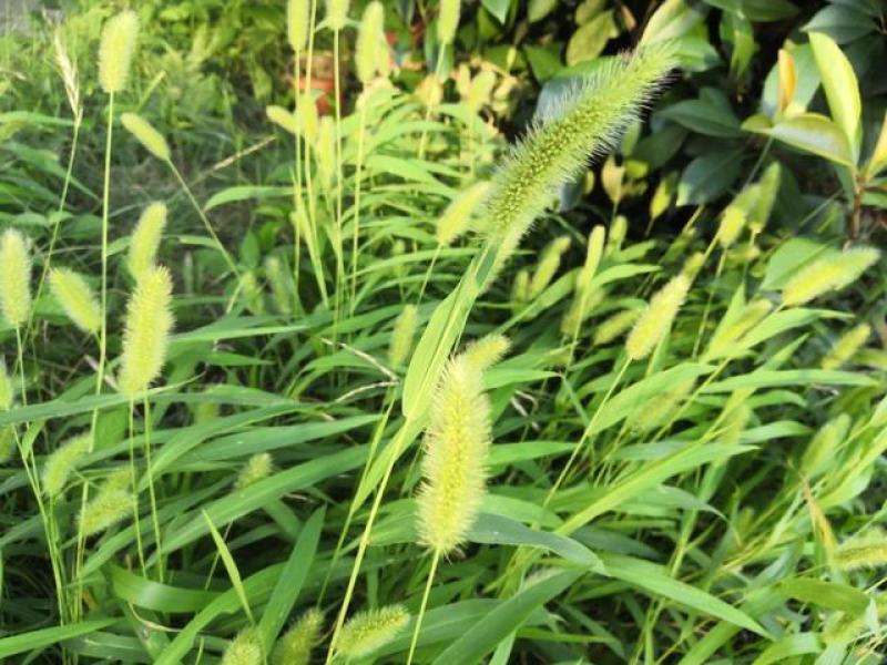 狗尾草种子牧草饲料绿化护坡观赏杂草种子耐旱地耐贫瘠狼尾草