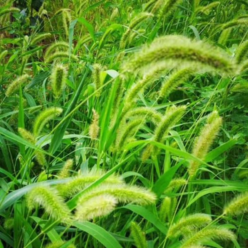 狗尾草种子牧草饲料绿化护坡观赏杂草种子耐旱地耐贫瘠狼尾草
