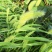 狗尾草种子牧草饲料绿化护坡观赏杂草种子耐旱地耐贫瘠狼尾草