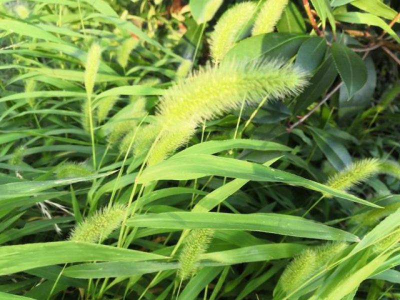 狗尾草种子牧草饲料绿化护坡观赏杂草种子耐旱地耐贫瘠狼尾草