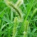 狗尾草种子牧草饲料绿化护坡观赏杂草种子耐旱地耐贫瘠狼尾草