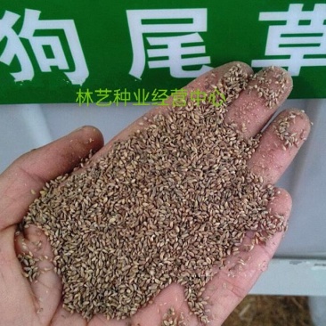 狗尾草种子牧草饲料绿化护坡观赏杂草种子耐旱地耐贫瘠狼尾草