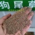 狗尾草种子牧草饲料绿化护坡观赏杂草种子耐旱地耐贫瘠狼尾草