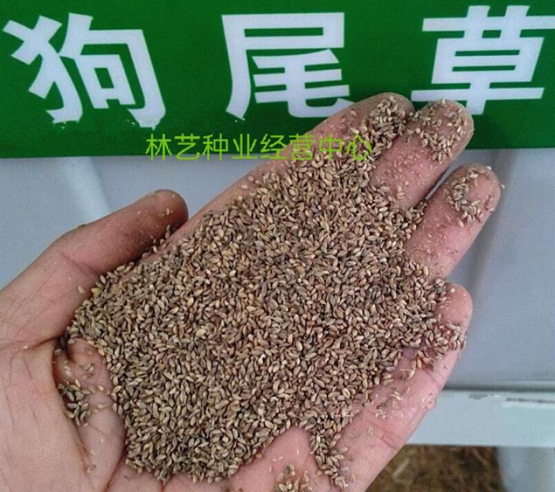 狗尾草种子牧草饲料绿化护坡观赏杂草种子耐旱地耐贫瘠狼尾草