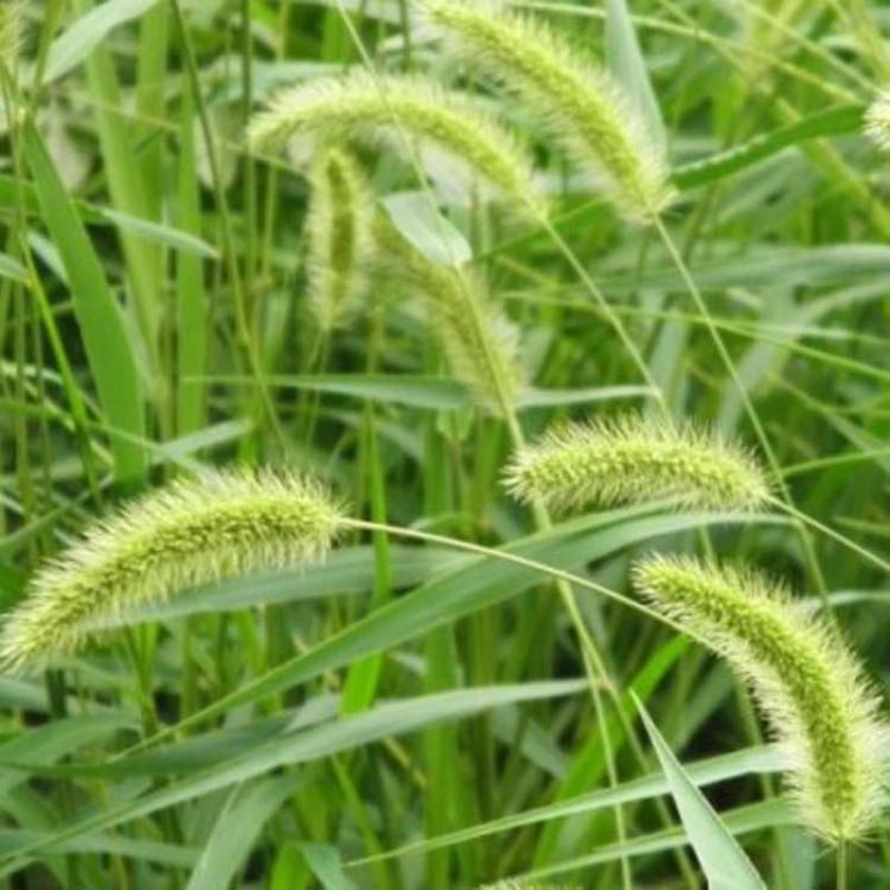 狗尾草种子牧草饲料绿化护坡观赏杂草种子耐旱地耐贫瘠狼尾草