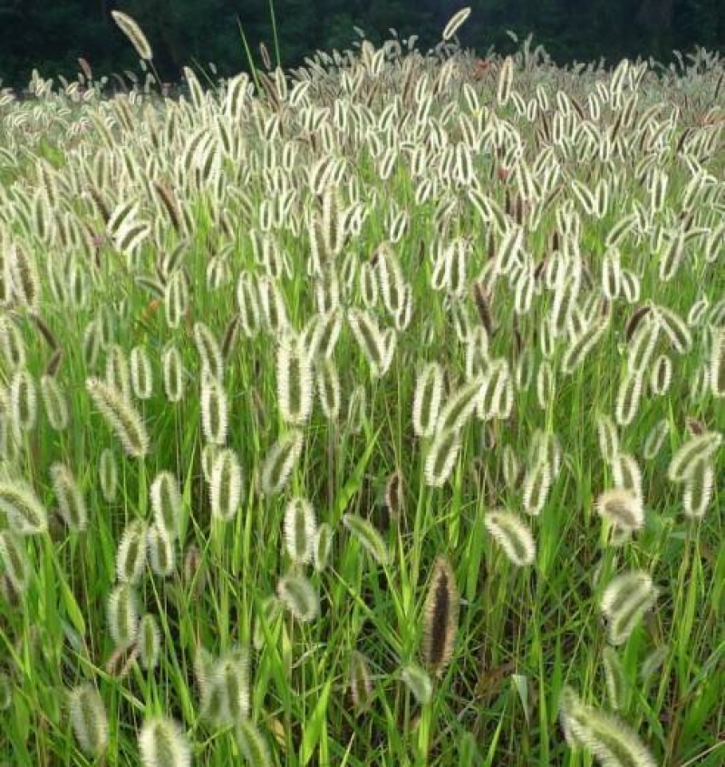 狗尾草种子牧草饲料绿化护坡观赏杂草种子耐旱地耐贫瘠狼尾草