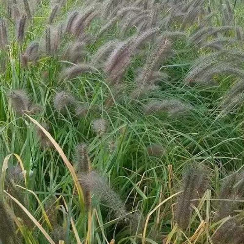 紫穗狼尾草紫穗狼尾草种子观赏狼尾草种子