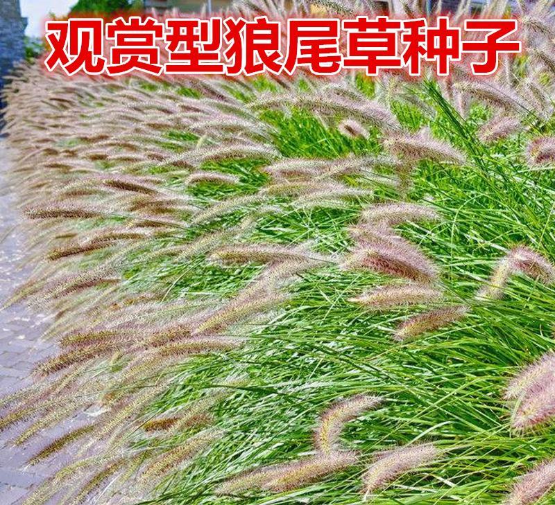 紫穗狼尾草紫穗狼尾草种子观赏狼尾草种子