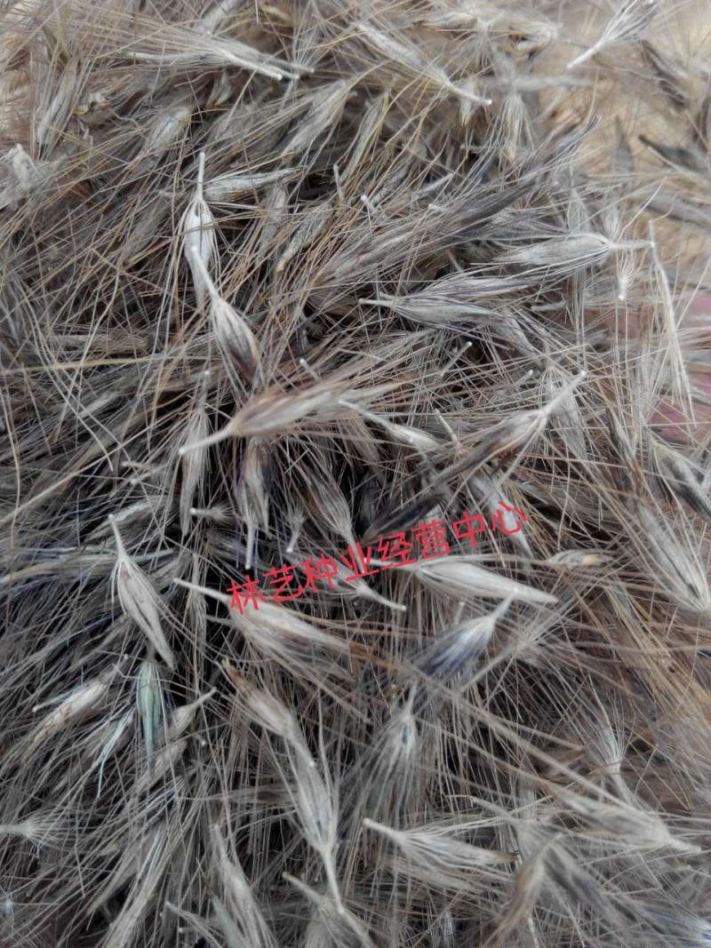 紫穗狼尾草紫穗狼尾草种子观赏狼尾草种子