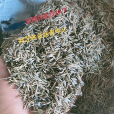 紫穗狼尾草紫穗狼尾草种子观赏狼尾草种子