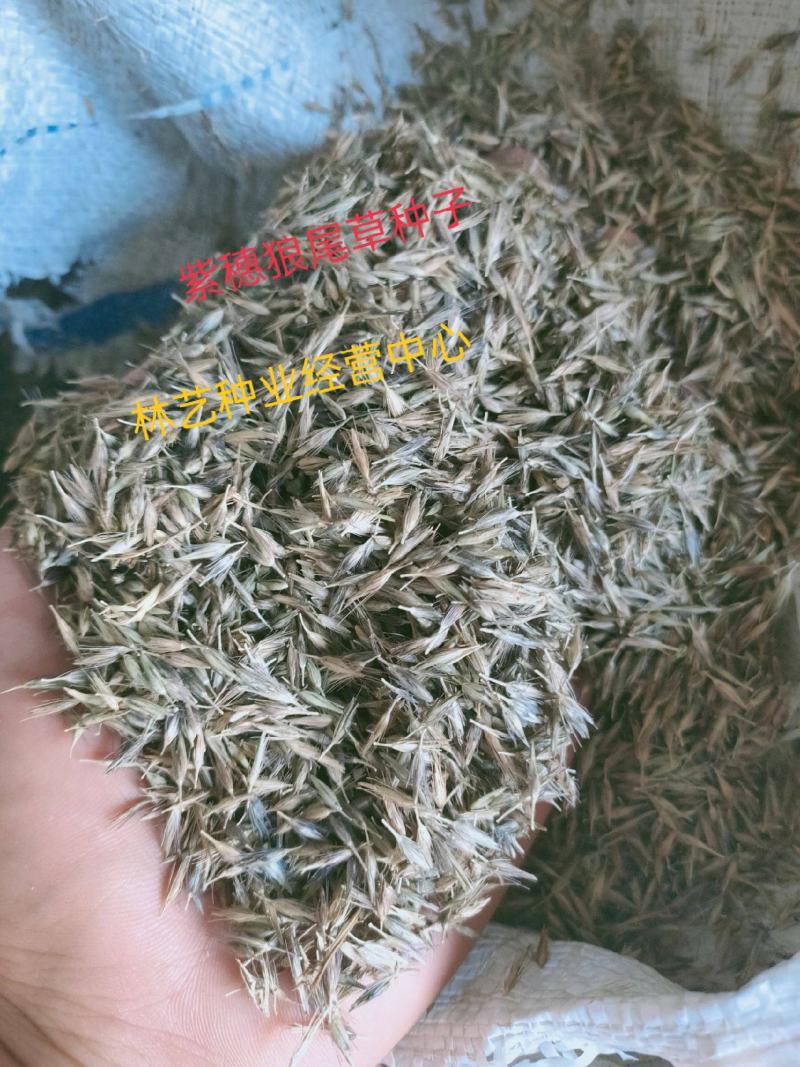 紫穗狼尾草紫穗狼尾草种子观赏狼尾草种子