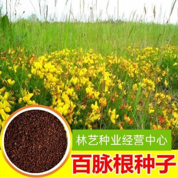 百脉根种子多年生牧草蜜源植物耐践踏耐旱耐盐碱耐酸微草