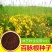 百脉根种子多年生牧草蜜源植物耐践踏耐旱耐盐碱耐酸微草