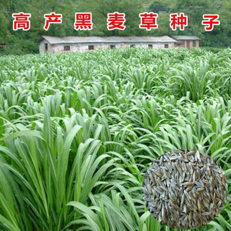 多年生黑麦草种子耐寒养牛羊马鸡鹅鱼四季草种籽牧草养殖