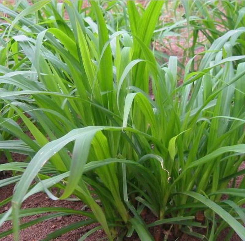 多年生黑麦草种子耐寒养牛羊马鸡鹅鱼四季草种籽牧草养殖