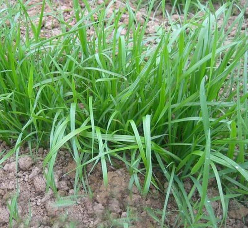 多年生黑麦草种子耐寒养牛羊马鸡鹅鱼四季草种籽牧草养殖