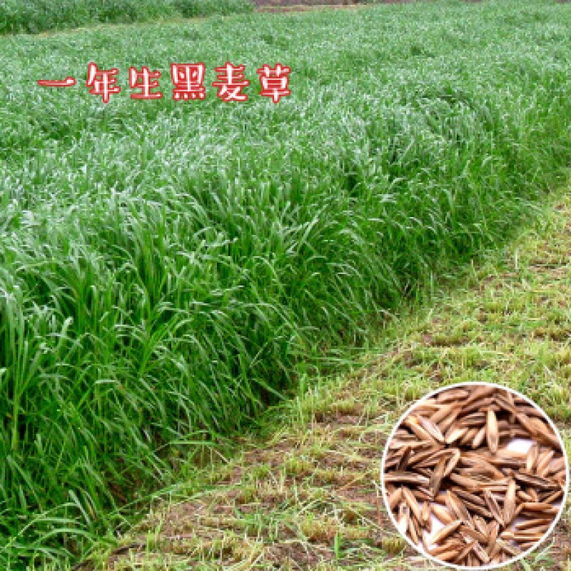 多年生黑麦草种子耐寒养牛羊马鸡鹅鱼四季草种籽牧草养殖