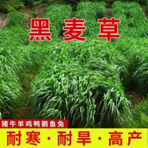 多年生黑麦草种子耐寒养牛羊马鸡鹅鱼四季草种籽牧草养殖