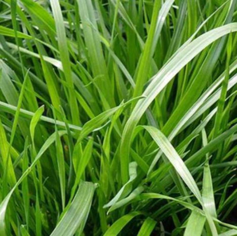 多年生黑麦草种子耐寒养牛羊马鸡鹅鱼四季草种籽牧草养殖