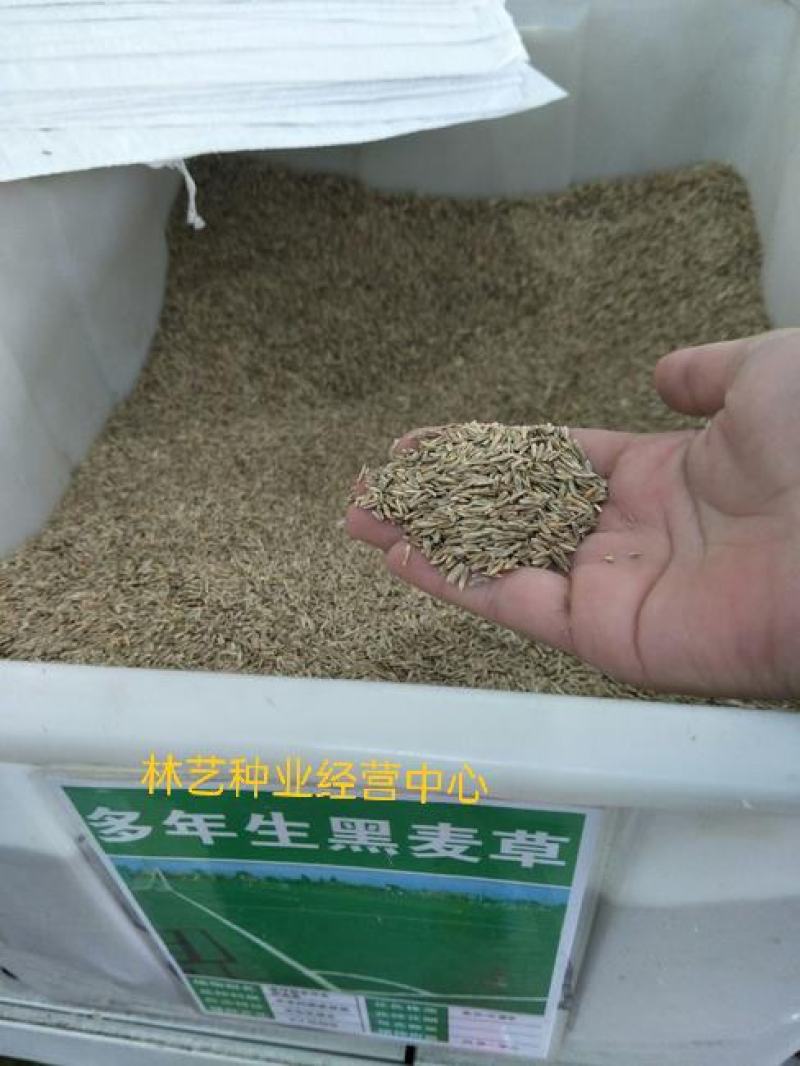 多年生黑麦草种子耐寒养牛羊马鸡鹅鱼四季草种籽牧草养殖