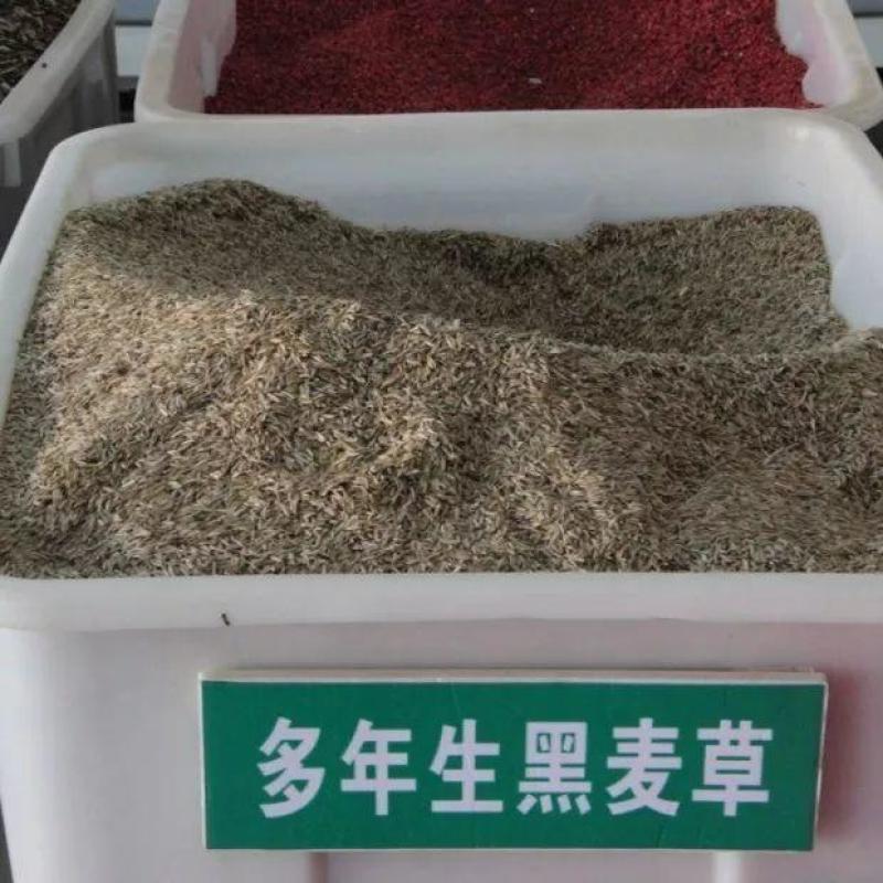 多年生黑麦草种子耐寒养牛羊马鸡鹅鱼四季草种籽牧草养殖