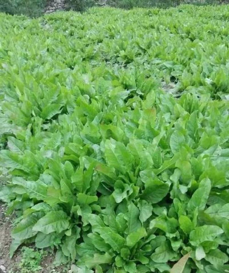 食叶草种子高产耐寒牧草进口优质草籽牛羊猪鸡鸭鹅鱼食用草籽