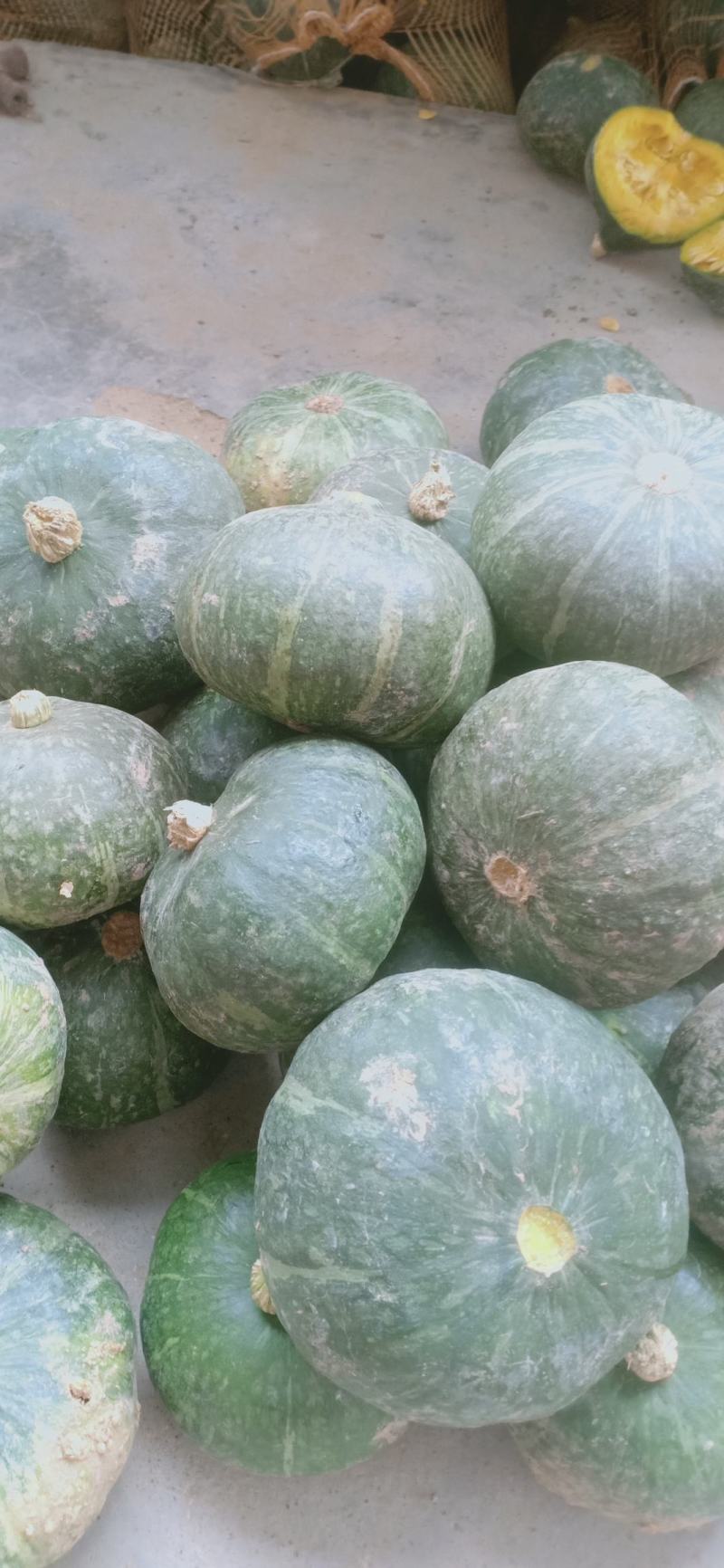 贝贝南瓜大量共应连系