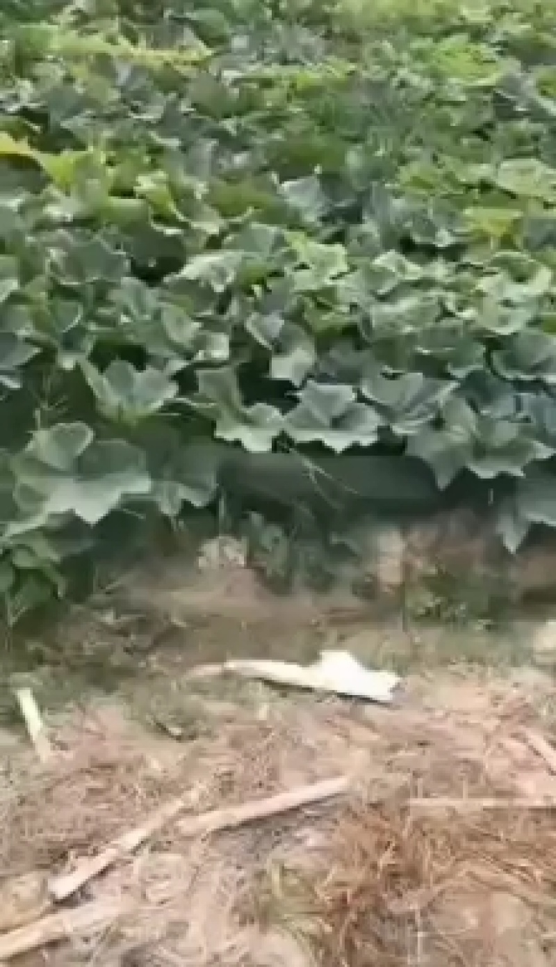 黑皮冬瓜，大面积上市了，量大从优速购！！！
