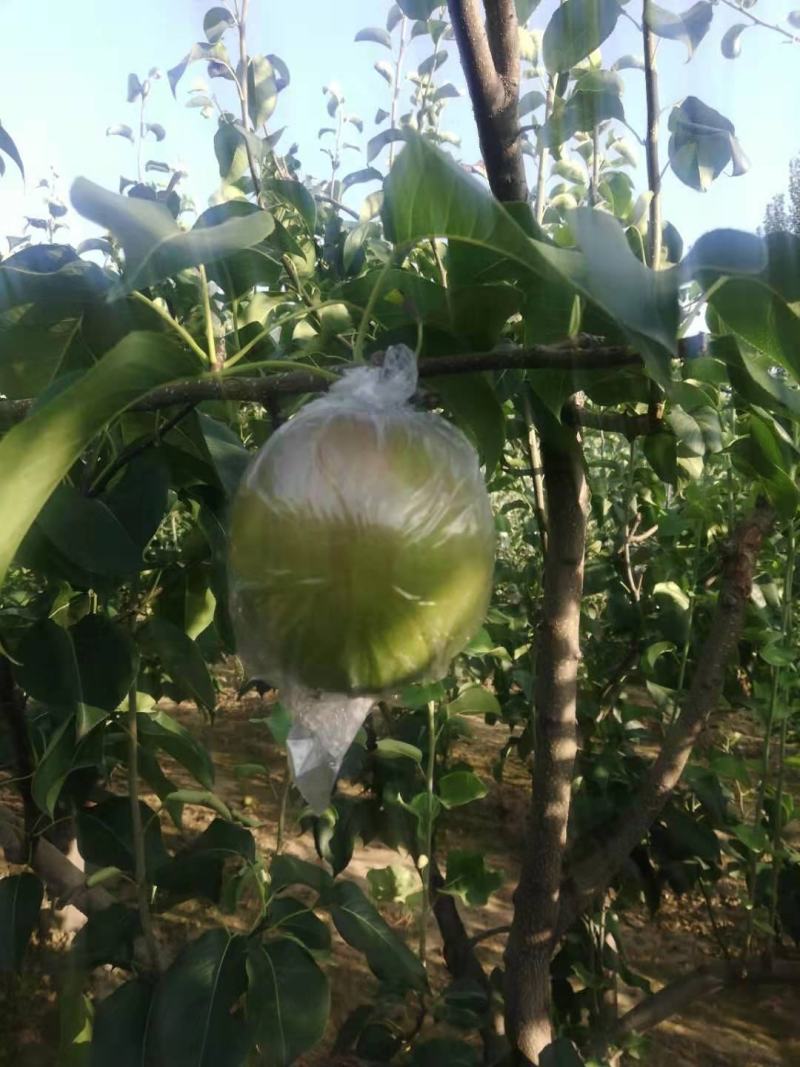 玉露香梨山西黄土高坡特产脆甜多汁入口化渣