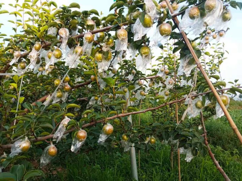 玉露香梨山西黄土高坡特产脆甜多汁入口化渣
