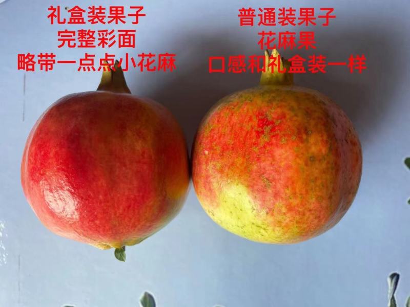 软子石榴