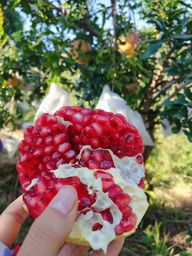 软子石榴