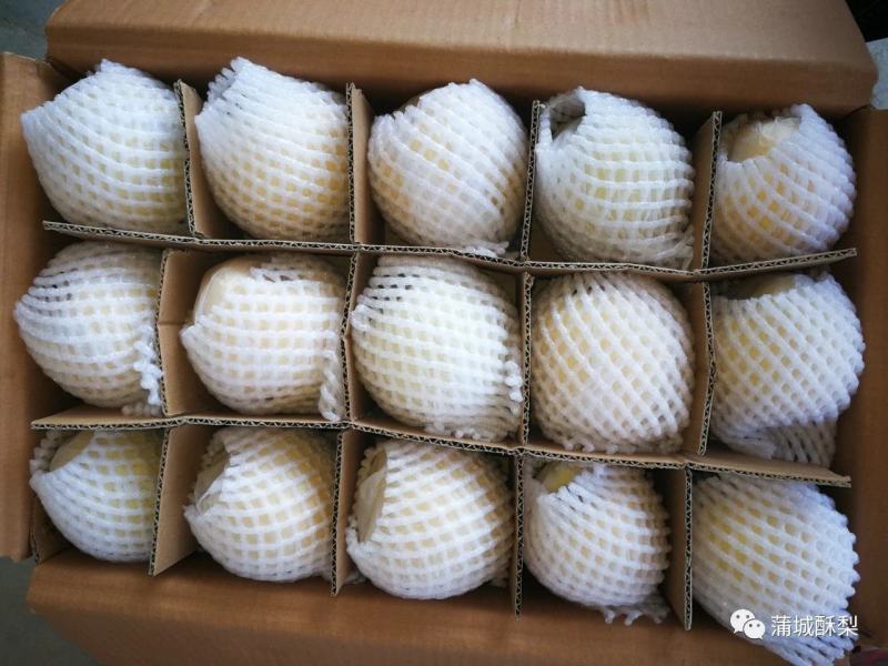 山西贡梨黄土高坡脆甜酥梨纸袋200~250g