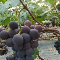 青岛莱西市高温暖棚巨峰葡萄，果大、色艳、口感香甜，串形美
