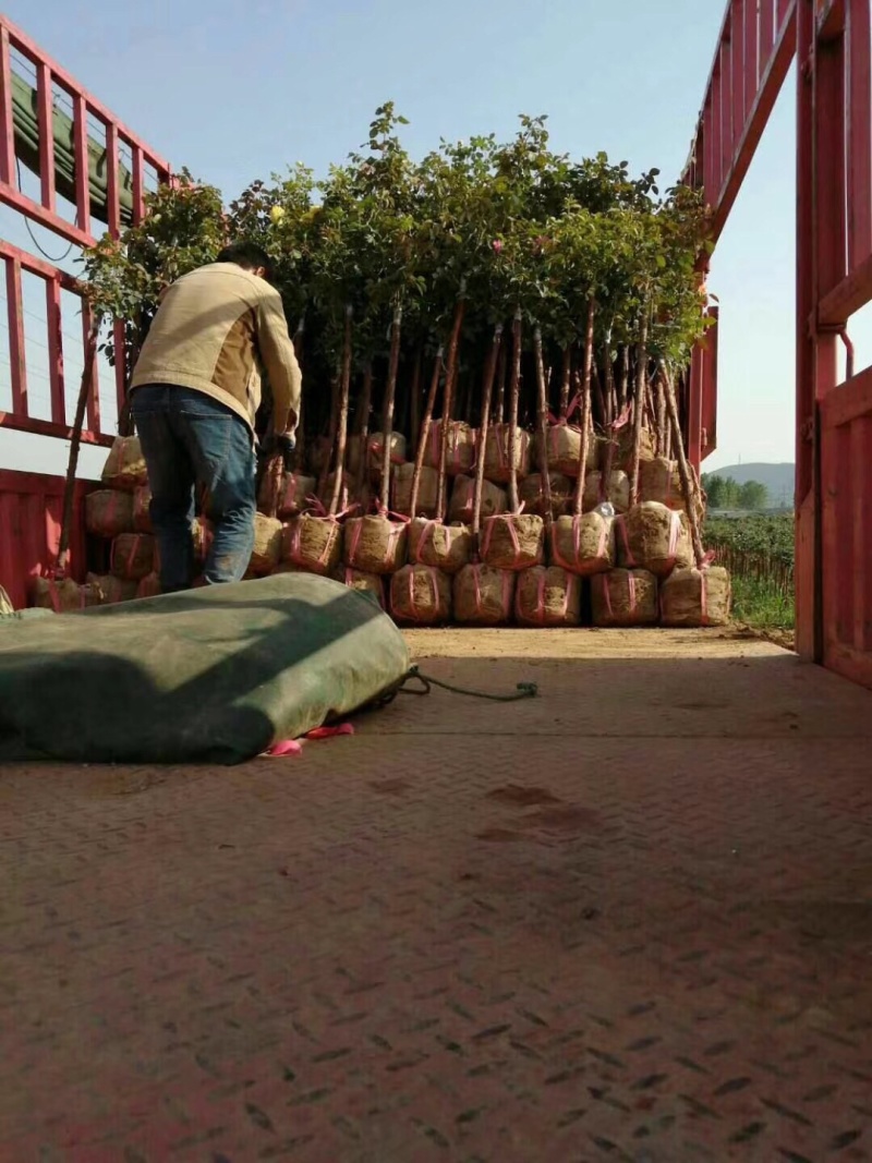 树桩月季自家苗圃基地一手货源质量保证价格美丽
