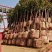 树桩月季自家苗圃基地一手货源质量保证价格美丽