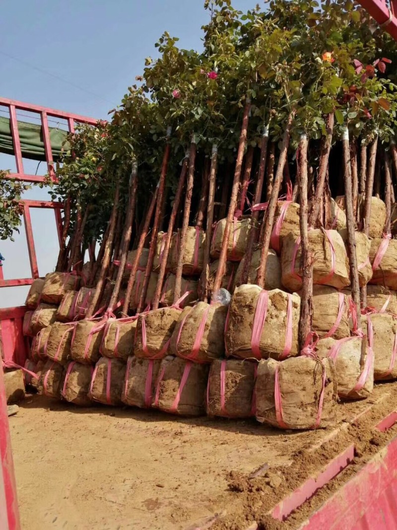树桩月季自家苗圃基地一手货源质量保证价格美丽