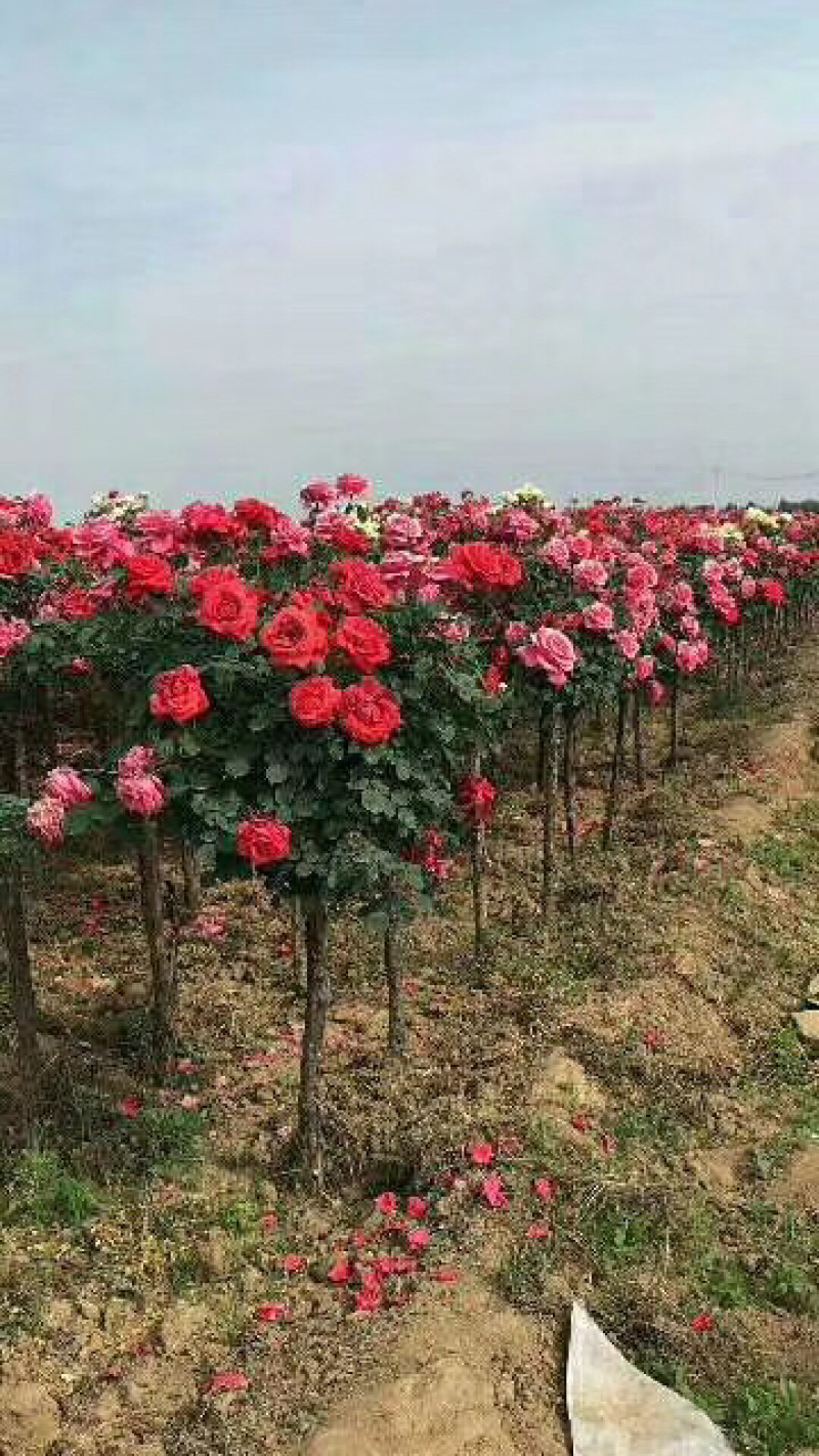 树桩月季自家苗圃基地一手货源质量保证价格美丽