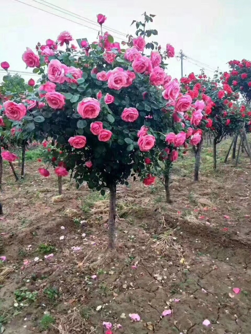 树桩月季自家苗圃基地一手货源质量保证价格美丽