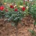 树桩月季自家苗圃基地一手货源质量保证价格美丽