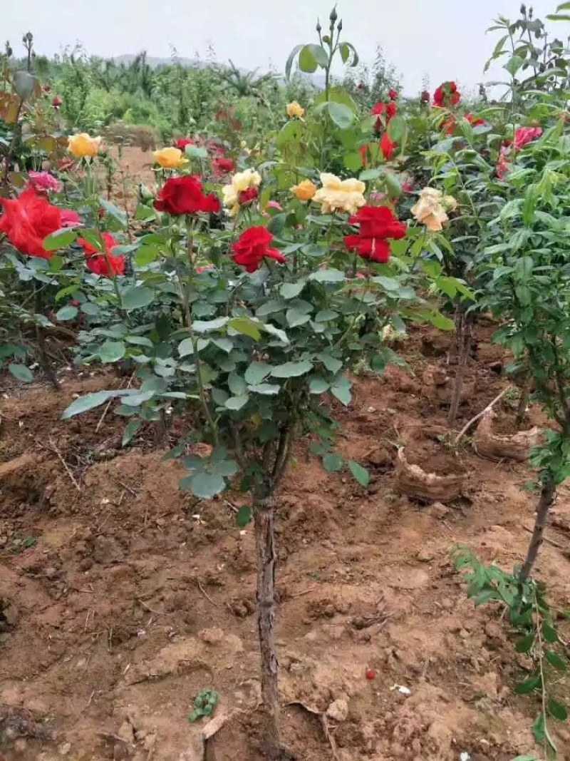 树桩月季自家苗圃基地一手货源质量保证价格美丽