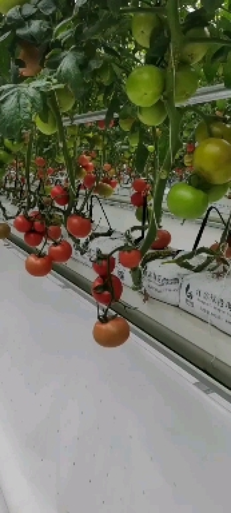 【西红柿】硬粉西红柿产地直销【坏单包赔】欢迎选购