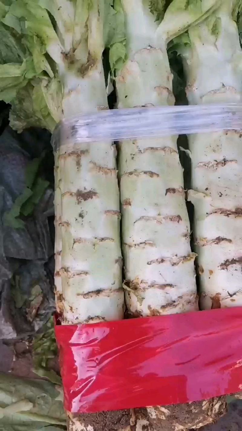 河北莴笋三青皮莴笋物美价廉各大超市市场货品优等