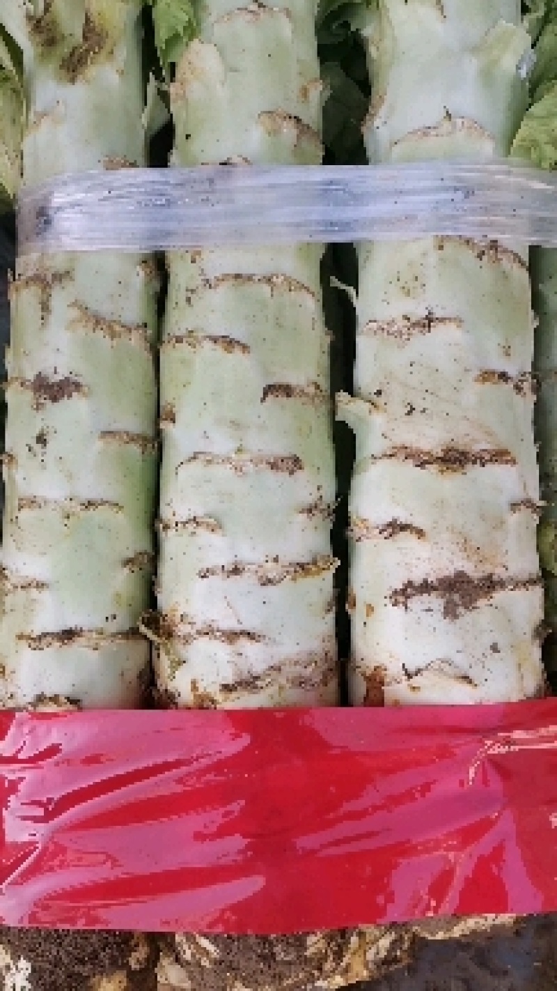 河北莴笋三青皮莴笋物美价廉各大超市市场货品优等