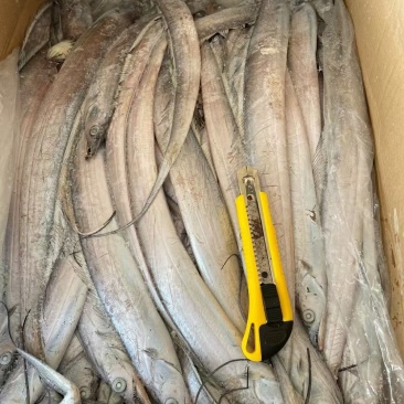 刀鱼灯光船冻，鲜度极好，厂家直发，欢迎各位老板下单。