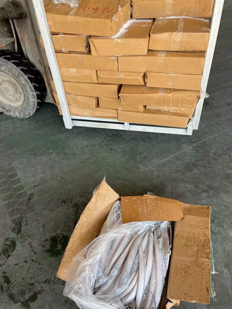 刀鱼灯光船冻，鲜度极好，厂家直发，欢迎各位老板下单。