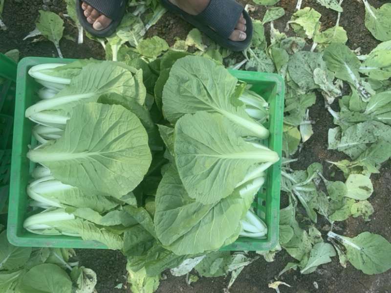 精品大棚毛白菜上海青，基地纯一手低价供应