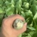 精品大棚毛白菜上海青，基地纯一手低价供应