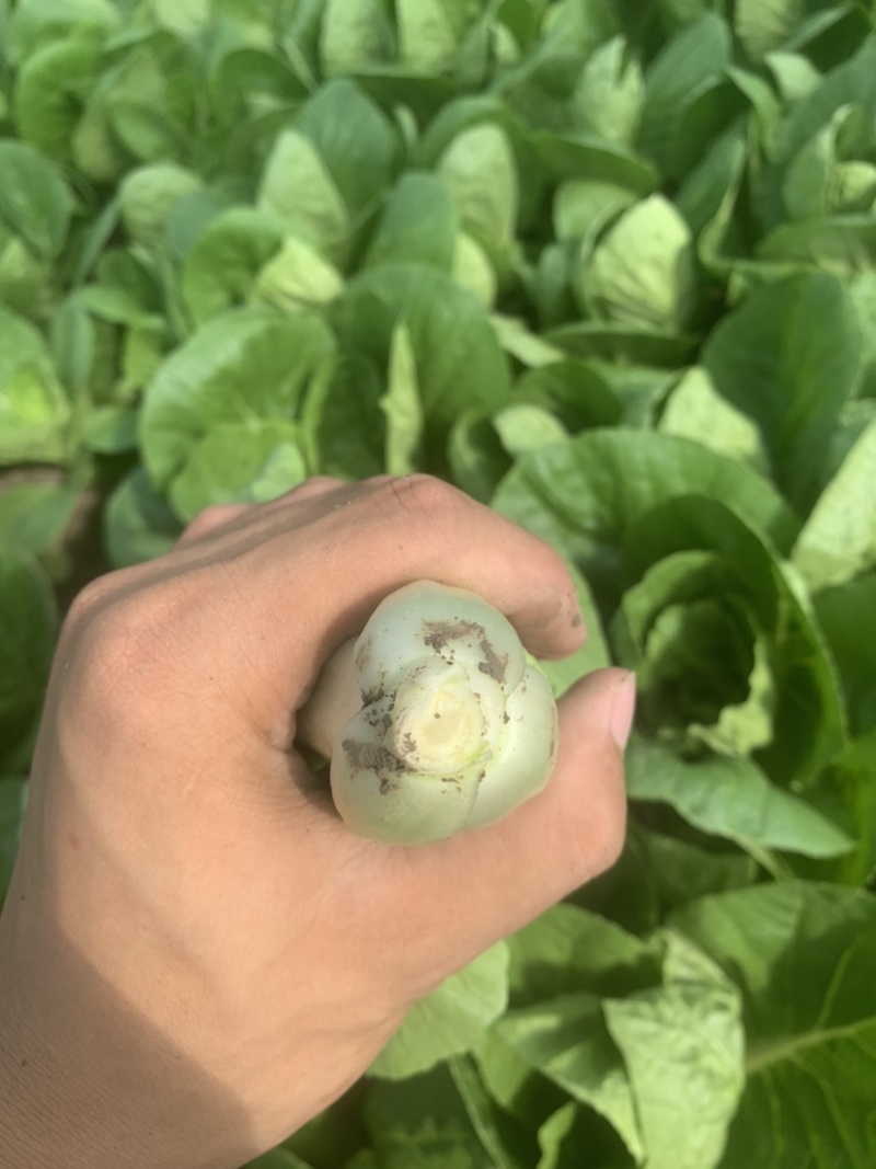 精品大棚毛白菜上海青，基地纯一手低价供应