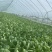 精品大棚毛白菜上海青，基地纯一手低价供应
